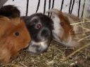 Dateiname=DSCF3013.JPG
Dateigröße=408KB
Abmessungen: 1000x750
hinzugefügt am: 10. Januar 2016 DSCF3013.JPG