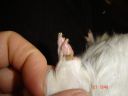 Dateiname=Hornhautwucherung-MS_Hetwich.JPG
Dateigröße=557KB
Abmessungen: 1280x960
hinzugefügt am: 10. Januar 2016 Hornhautwucherung-MS_Hetwich.JPG