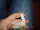 Dateiname=Huf-Deformationen_Vorderfuss1.JPG
Dateigröße=583KB
Abmessungen: 1280x960
hinzugefügt am: 10. Januar 2016 Huf-Deformationen_Vorderfuss1.JPG