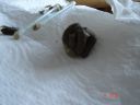 Dateiname=Penerialtasche_Kot.JPG
Dateigröße=501KB
Abmessungen: 1280x960
hinzugefügt am: 10. Januar 2016 Penerialtasche_Kot.JPG